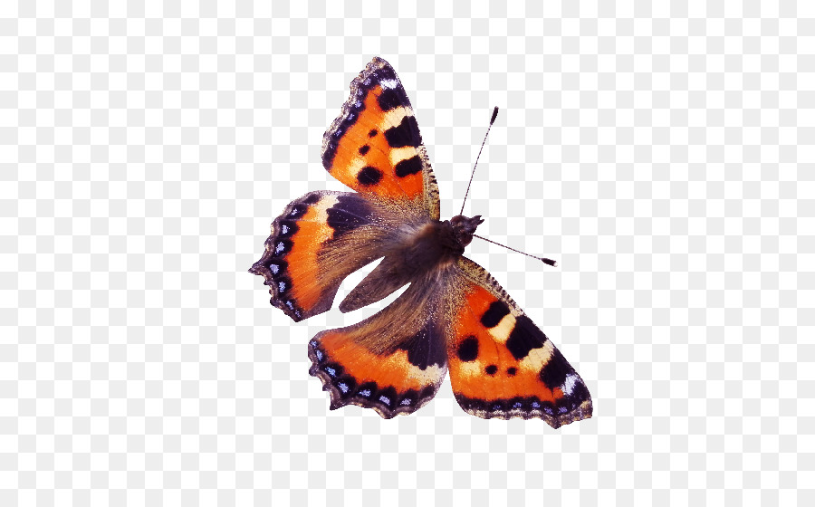 Papillon，Brun PNG