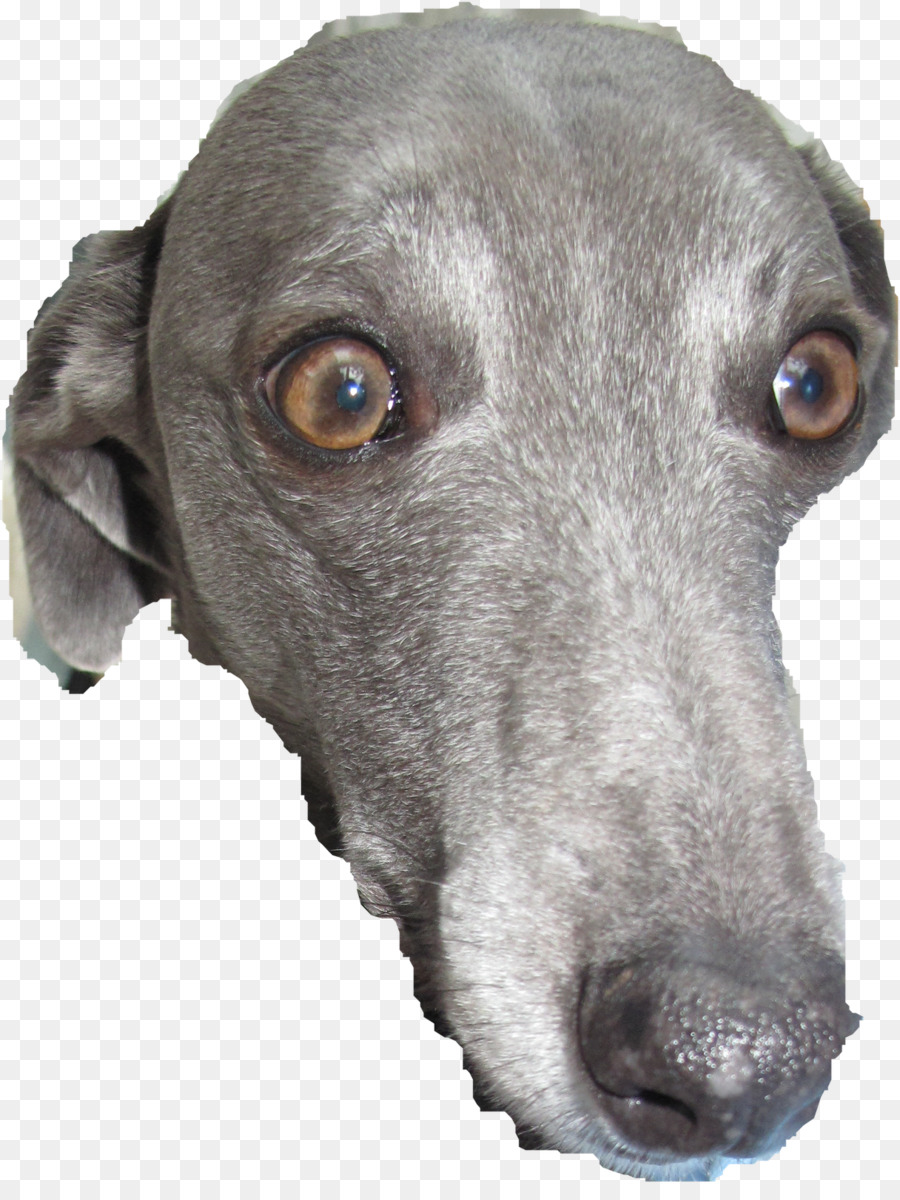 Greyhound，Petit Lévrier Italien PNG