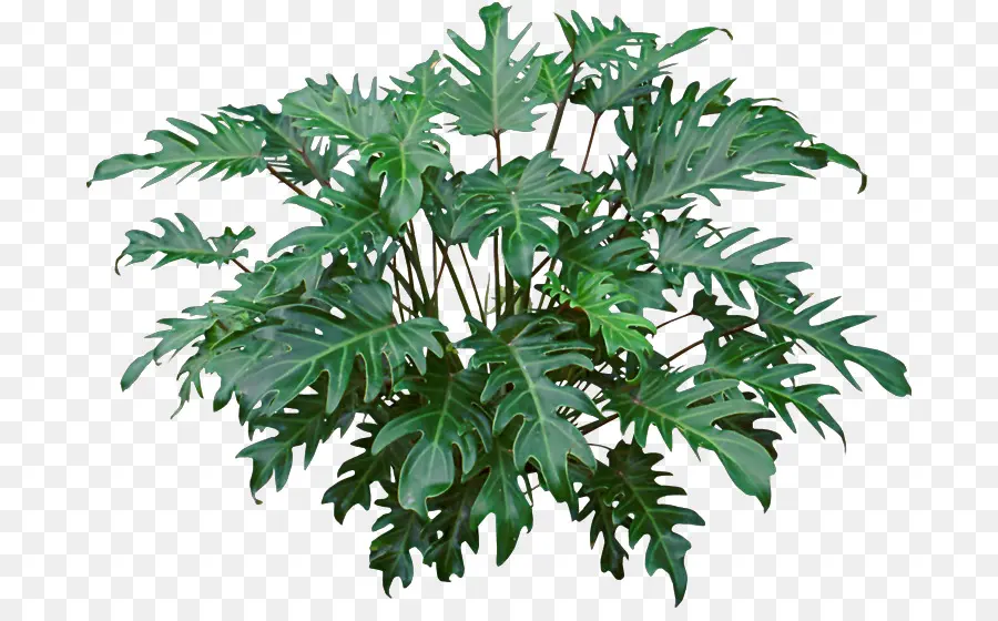 Philodendron Xanadu，Philodendron Bipinnatifidum PNG