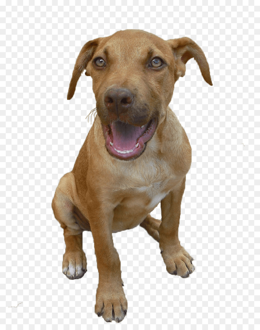 American Pit Bull Terrier，Pit Bull PNG