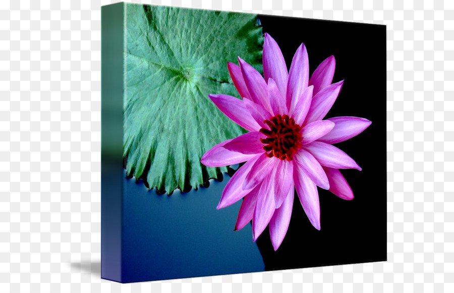 Fleur De Lotus，Floraison PNG