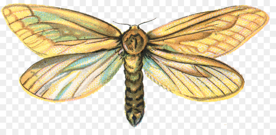 Papillon De Nuit，Insecte PNG