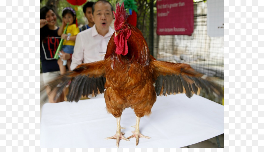 Poulet，Oiseau PNG