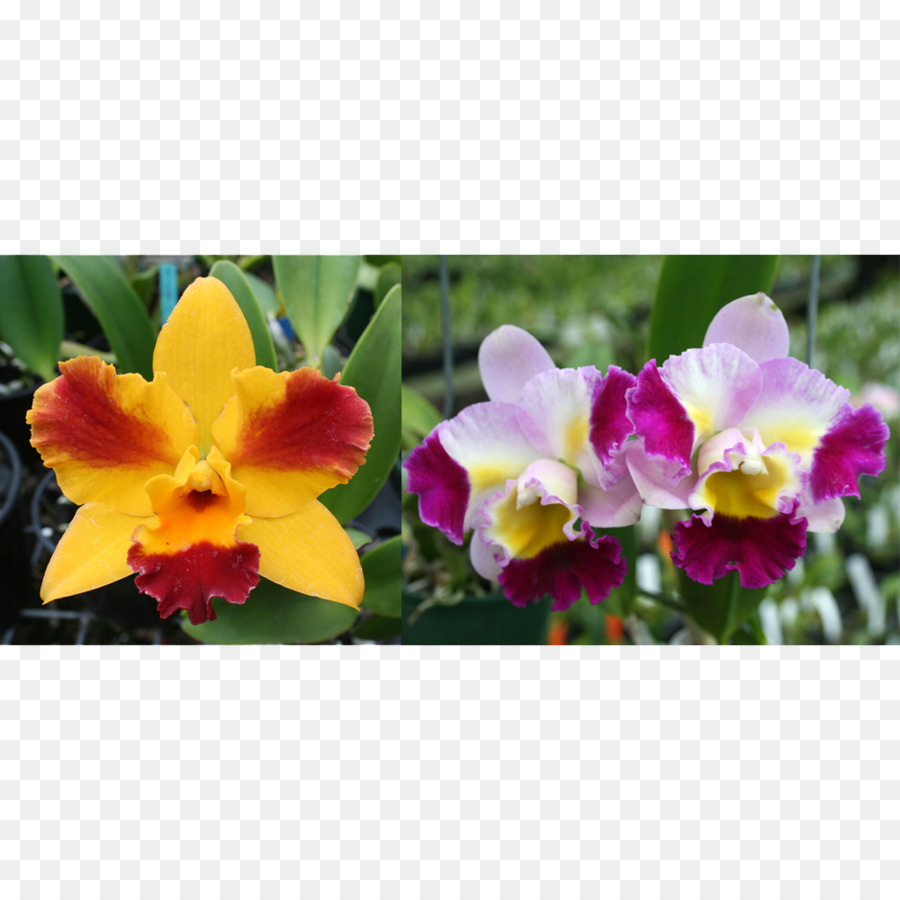 Les Orchidées，Dendrophylax Lindenii PNG