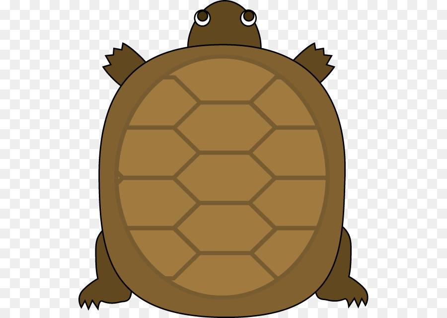 Tortue Verte，Coquille PNG