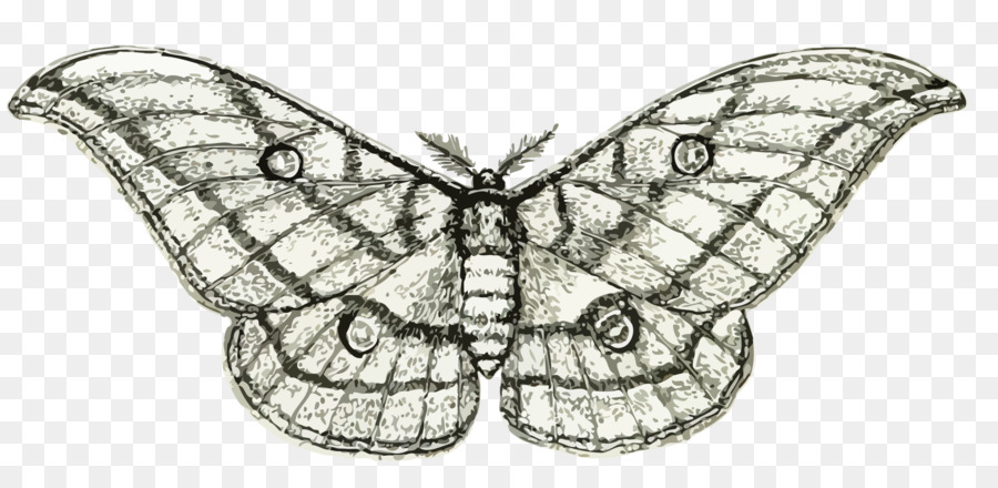 Papillon，Les Insectes PNG