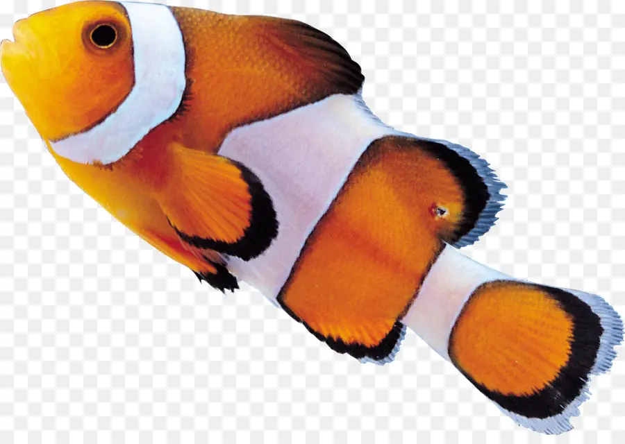 Poisson Clown，Orange PNG