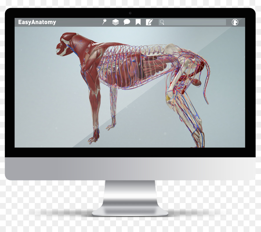 La Réalité Virtuelle，Anatomie PNG