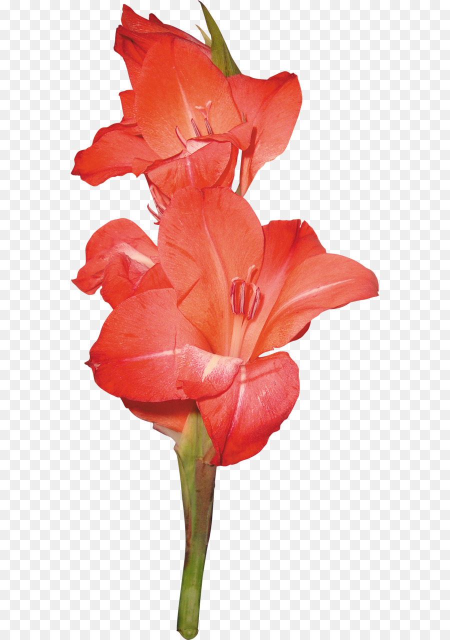 Fleur，La Couleur Inverse PNG