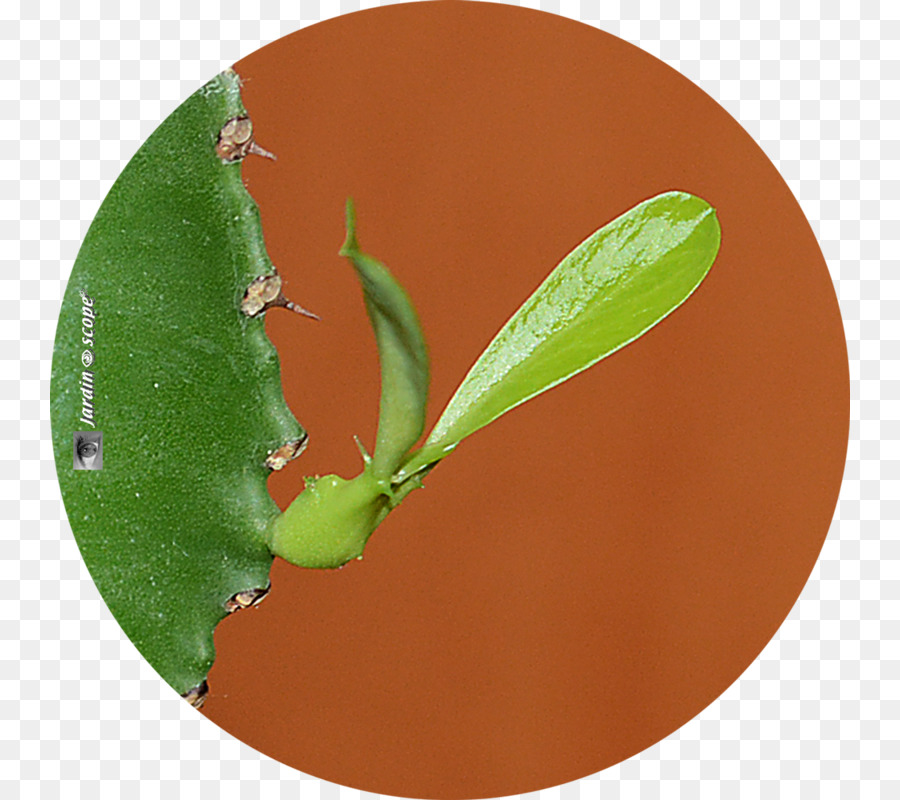 Euphorbia énorme，Euphorbia Candélabre PNG