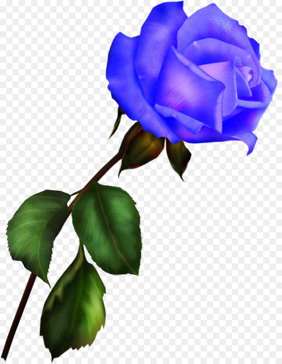 Rose Bleue，Les Roses De Jardin PNG
