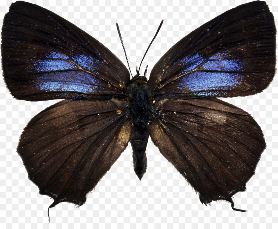 Papillon Noir，Ailes PNG