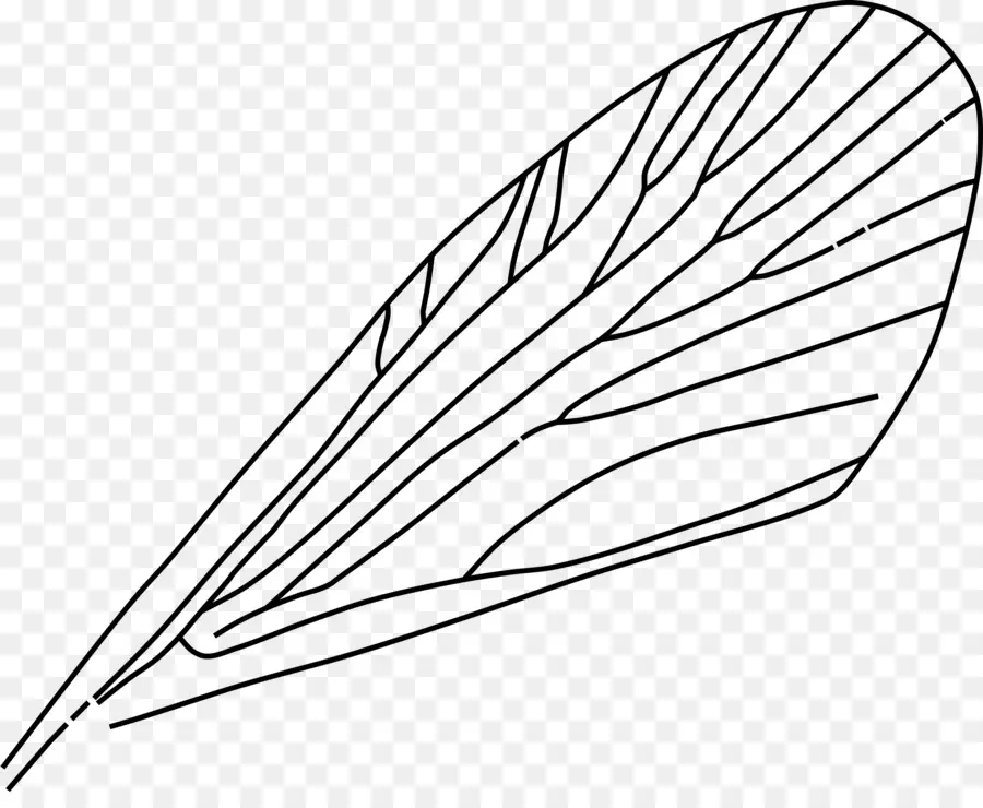 Contour De La Feuille，Feuille PNG