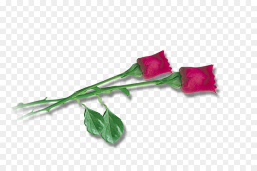 Rose Rouge，Fleur PNG