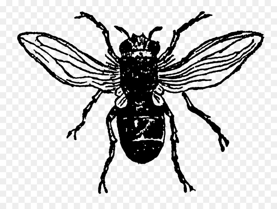 Abeille，Insecte PNG