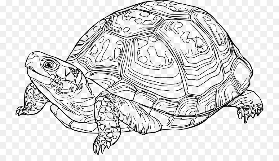 Tortue，Reptile PNG