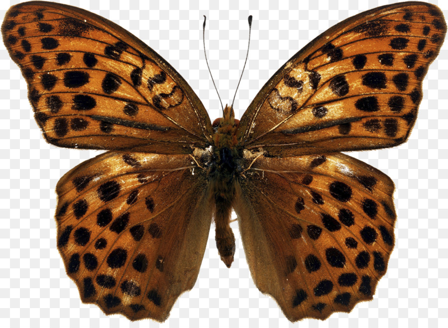 Papillon，Papilio Demoleus PNG