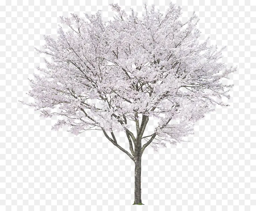 Arbre，Fleurs Blanches PNG