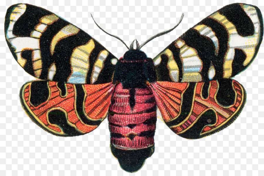 Papillon De Nuit，Ailes PNG