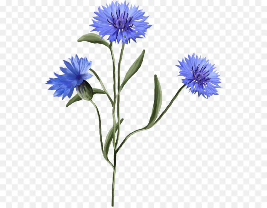 Bleuet，Fleur PNG