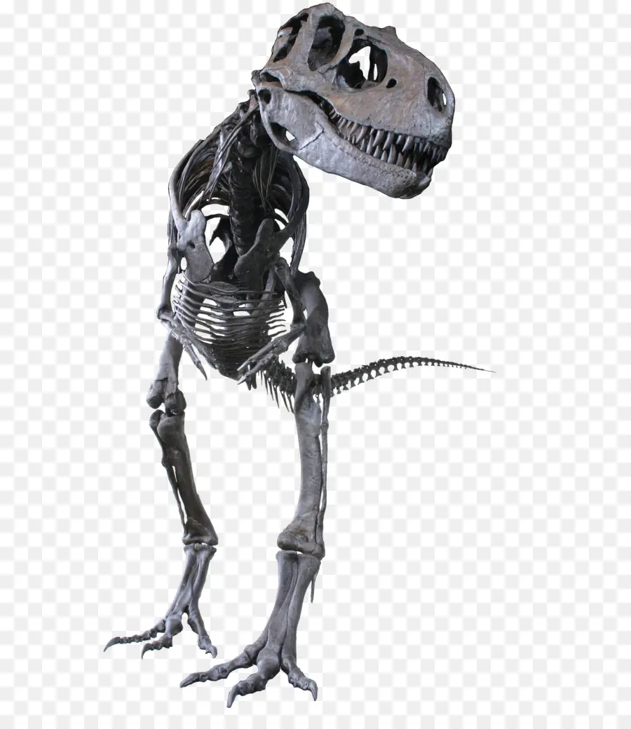 Squelette De Dinosaure，Os PNG