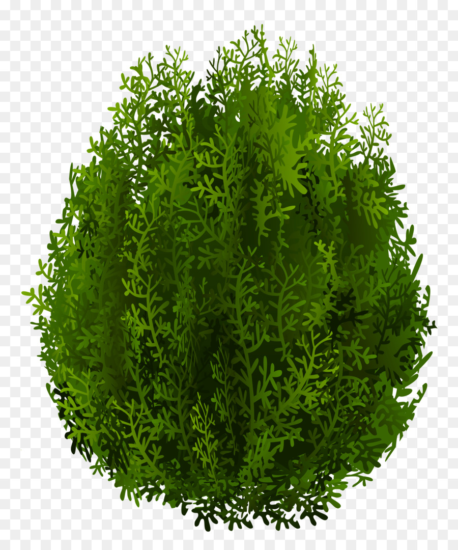 Buisson Vert，Feuilles PNG