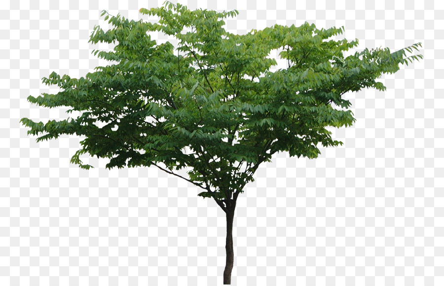 Arbre，Succursales PNG