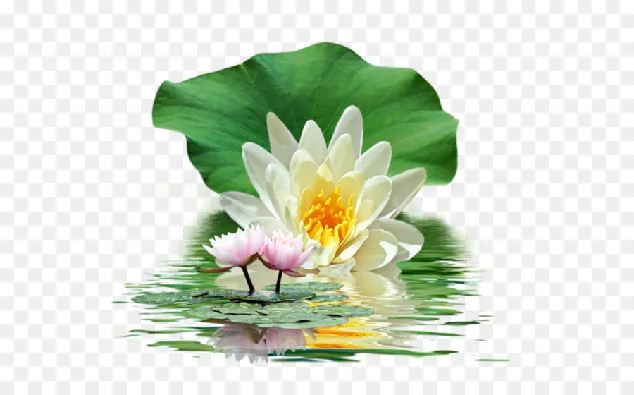 Fleurs De Lotus，Eau PNG