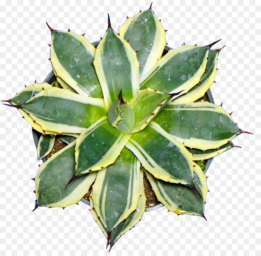 Plante Succulente，Feuille PNG