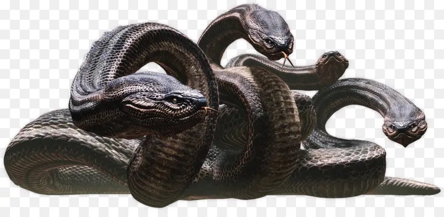 Serpent à Trois Têtes，Reptile PNG