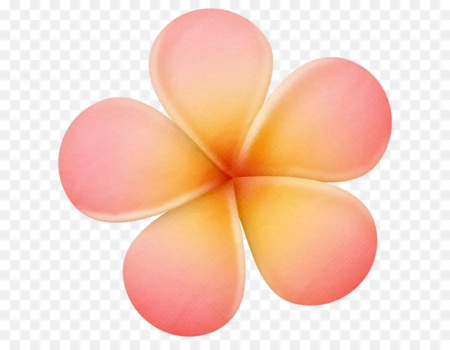 Orange，Fleur PNG