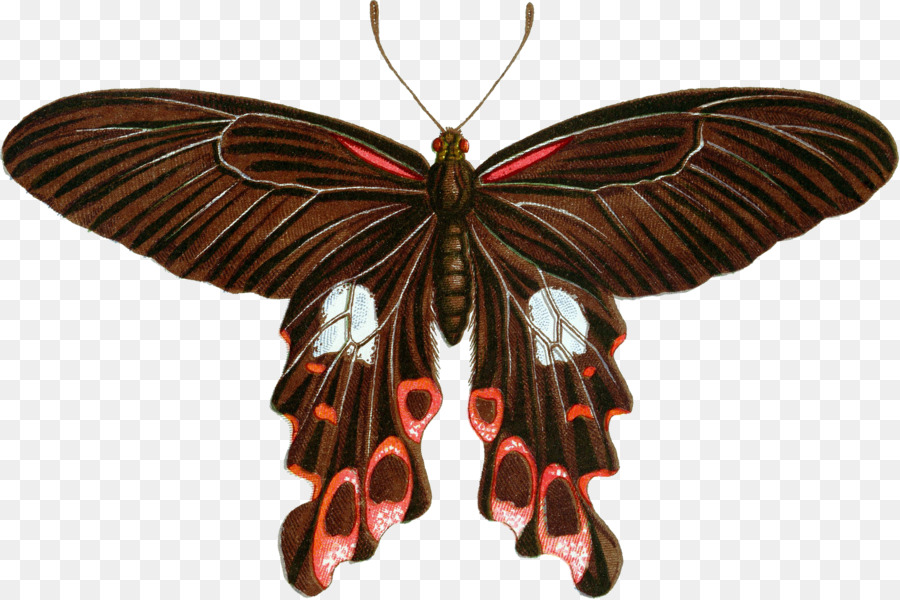 Papillon Marron，Ailes PNG