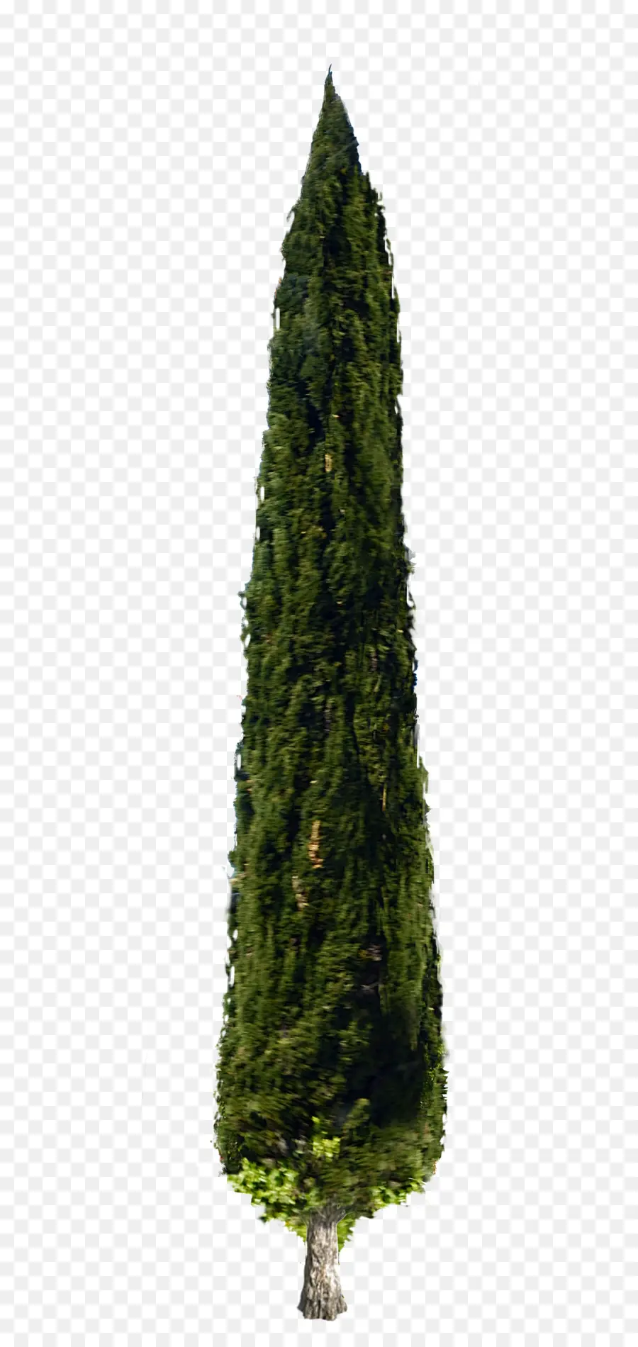 Arbre，Cyprès Méditerranéen PNG