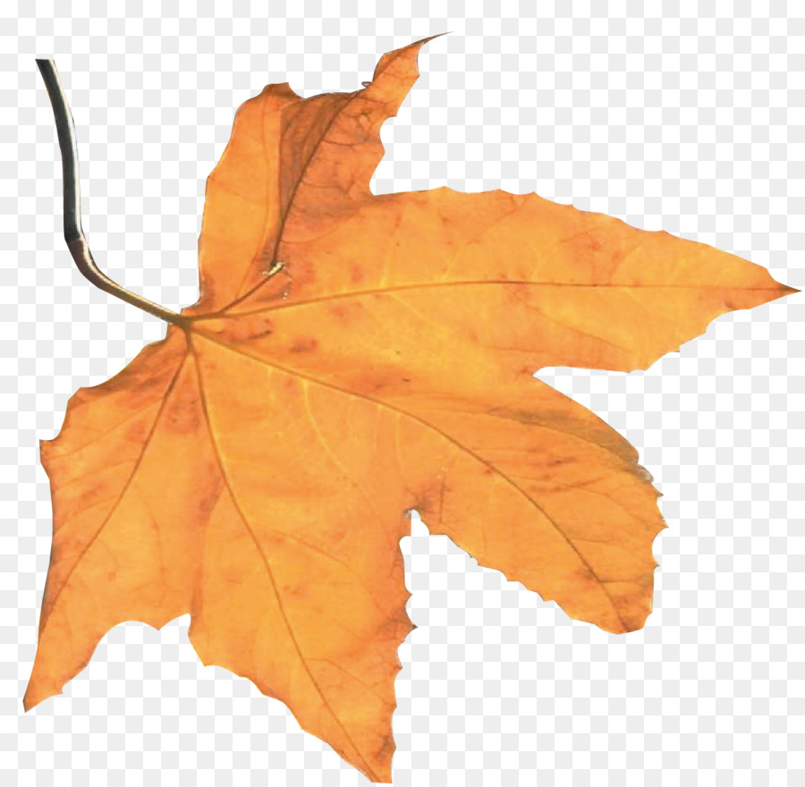 Feuilles D'automne，Automne PNG