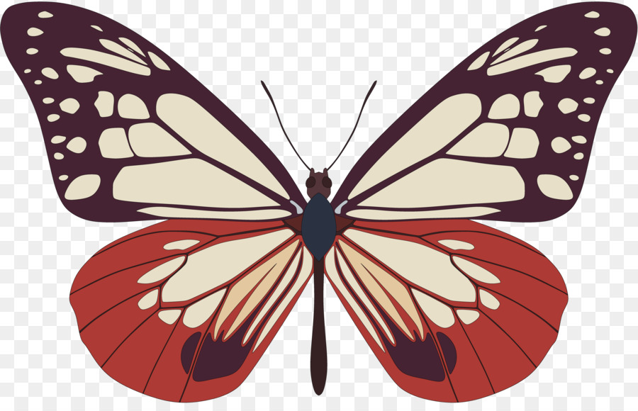 Papillon Marron，Ailes PNG