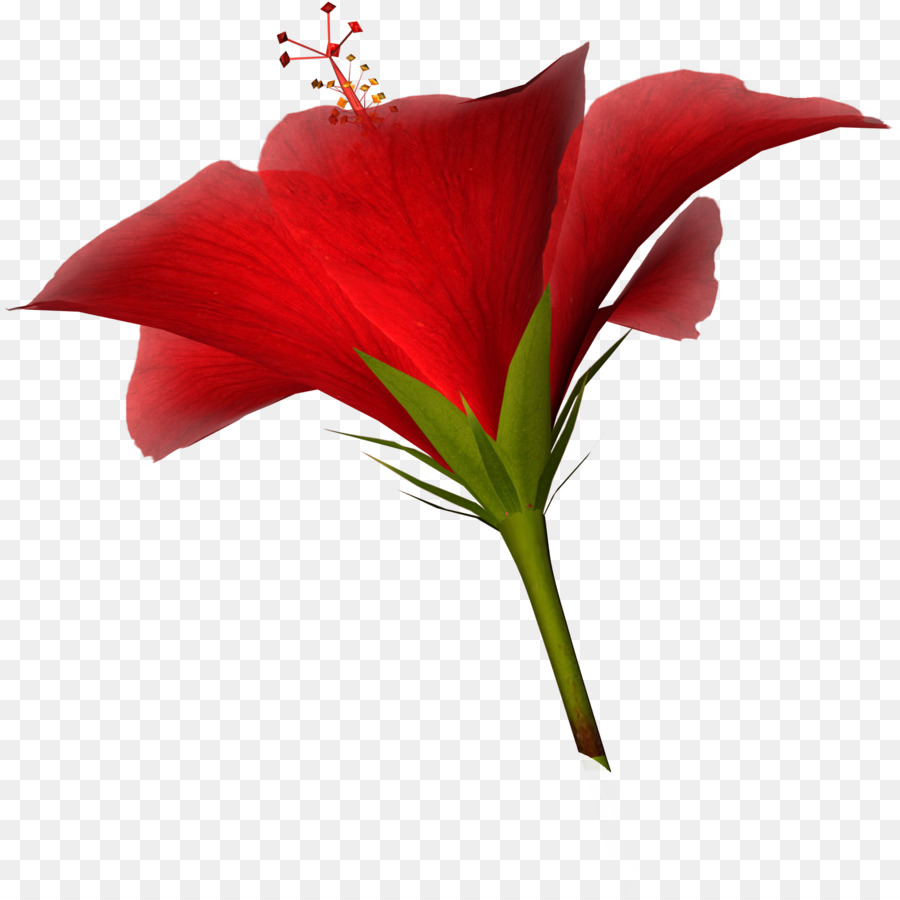 Lys Rouge，Floraison PNG