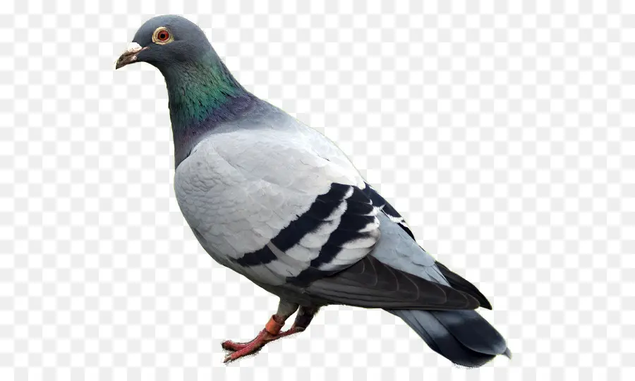 Pigeon Brun，Plumes PNG