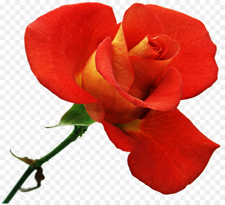 Rose Rouge，Floraison PNG