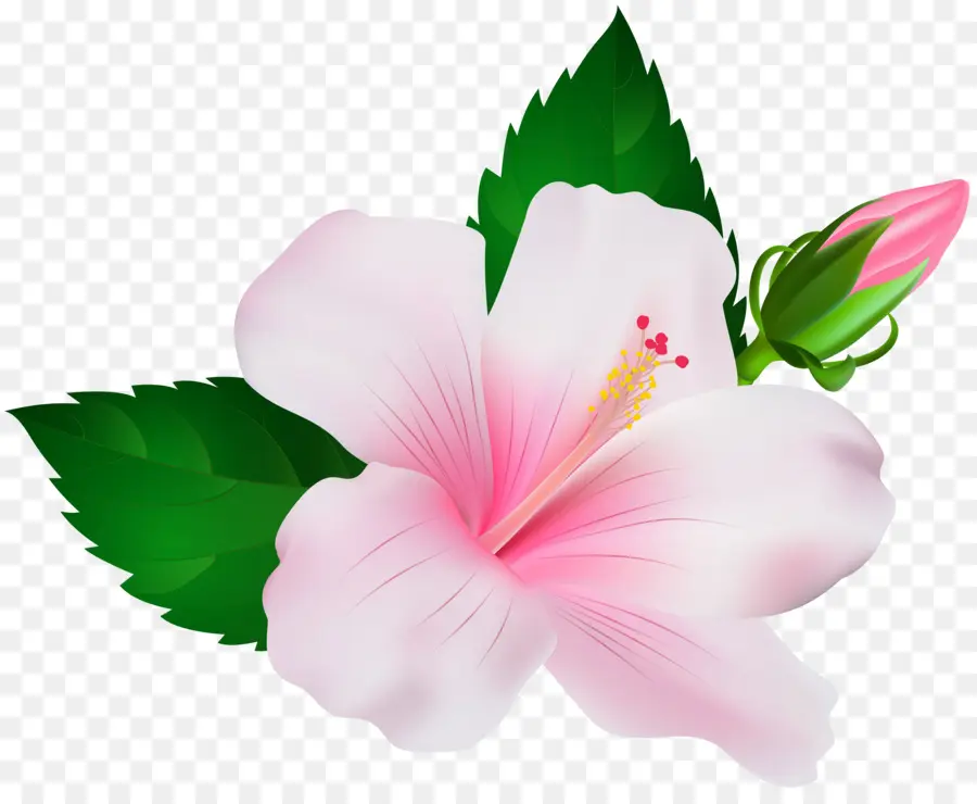 Soeblackplant，Fleur PNG