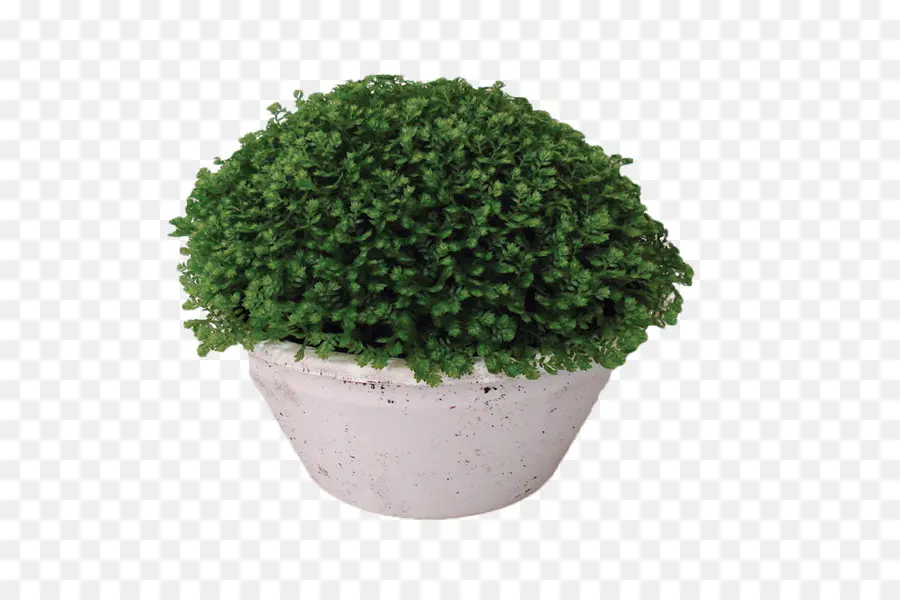 Moss，Plante PNG