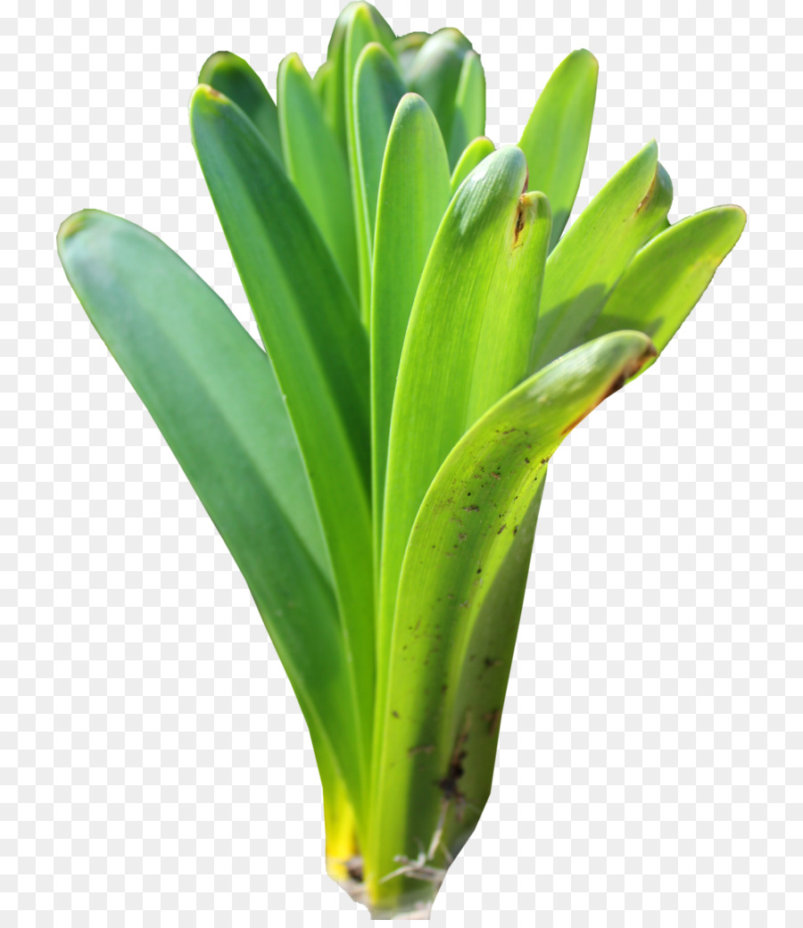 Plante Verte，Feuilles PNG