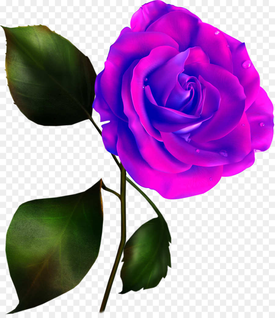 Rose Pourpre，Fleurir PNG