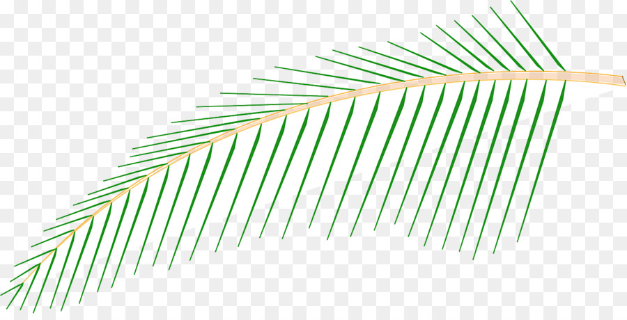 Palme，Vert PNG