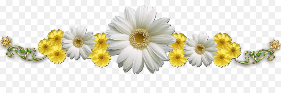 Marguerites，Blanc PNG