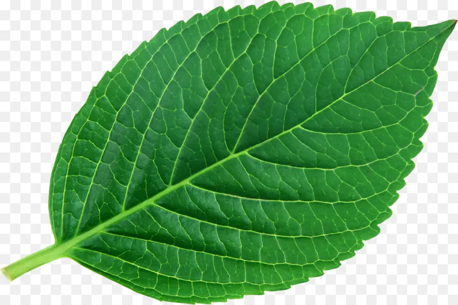 Feuille Verte，Nature PNG