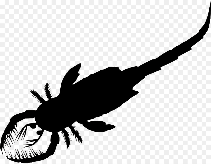 Eurypterid，Scorpion PNG