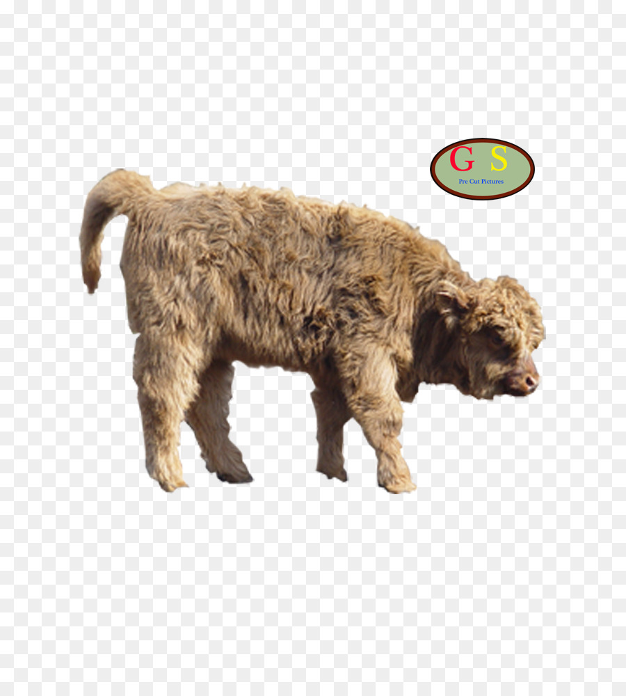 Lagotto Romagnolo，Chien D Eau Espagnol PNG