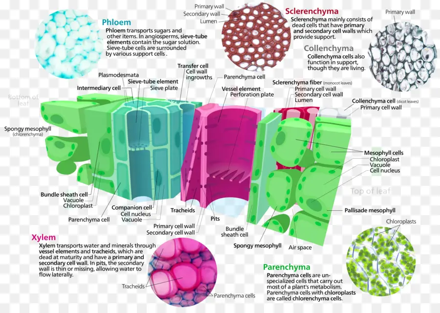 Cellules Végétales，Phloème PNG