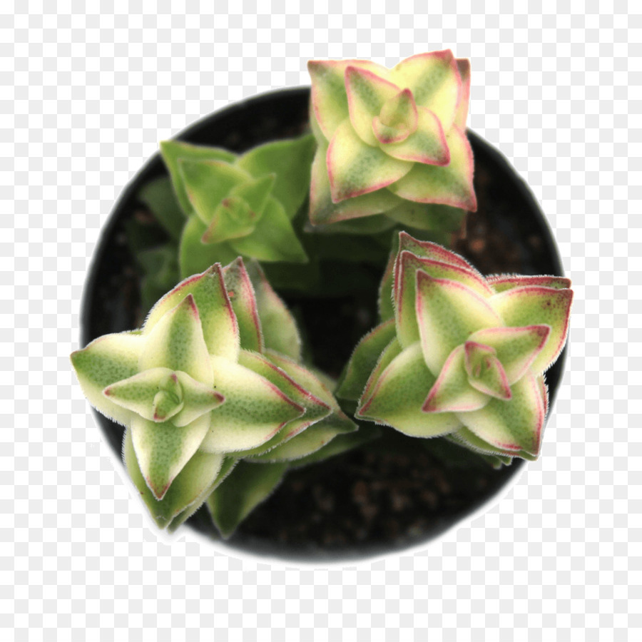 Succulente Verte，Succulent PNG