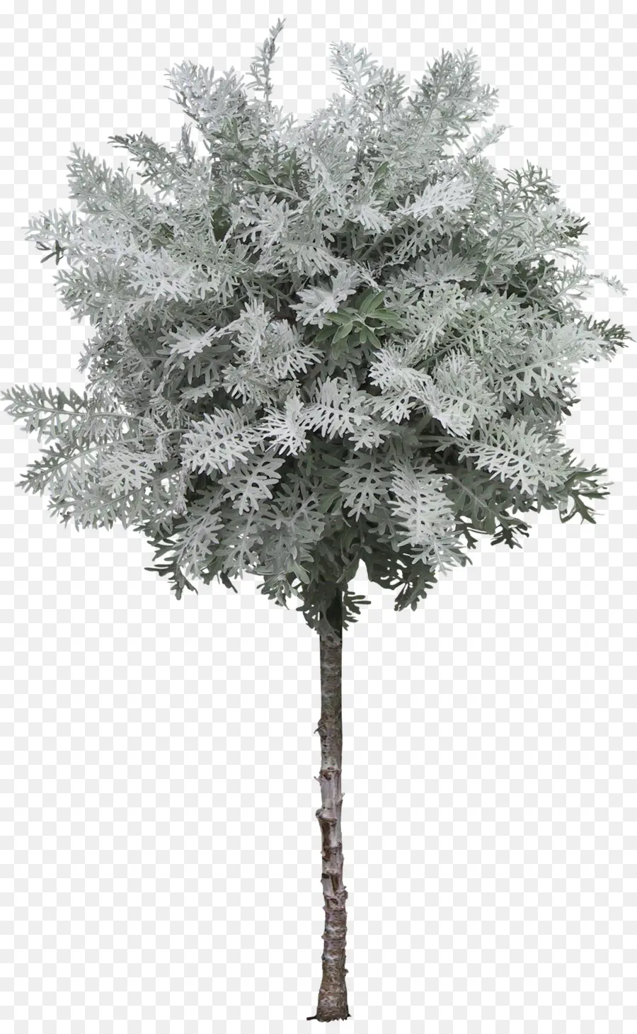 Plante Décorative，Arbre PNG